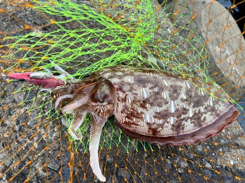 モンゴウイカの釣果