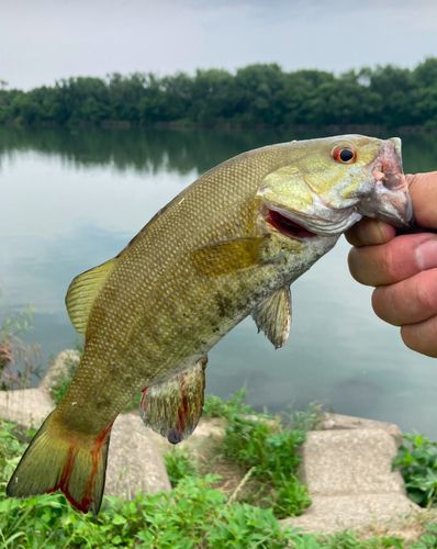 スモールマウスバスの釣果