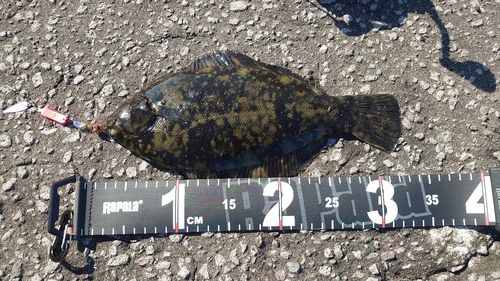 クロガシラガレイの釣果