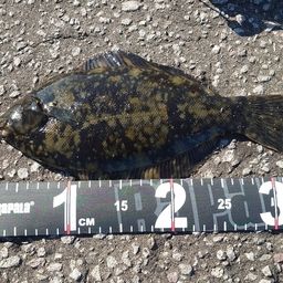 クロガシラガレイ