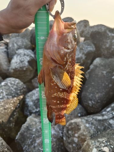 キジハタの釣果