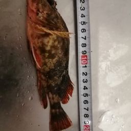 ガシラ