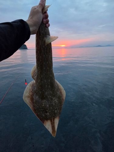 サカタザメの釣果
