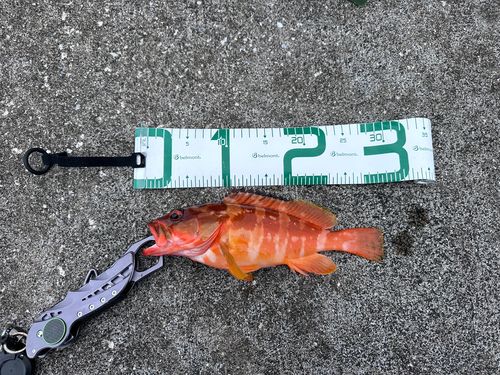 アカハタの釣果