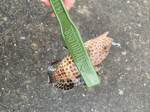 オオモンハタの釣果