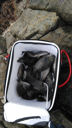 メジナの釣果