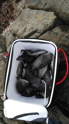 メジナの釣果