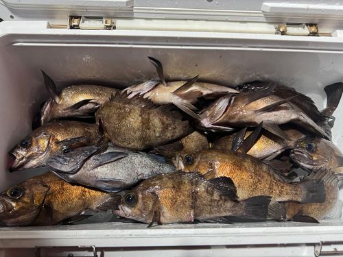 メバルの釣果
