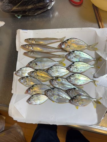 ヒイラギの釣果