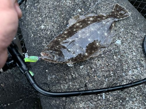 ヒラメの釣果