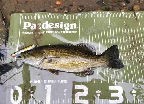 スモールマウスバスの釣果