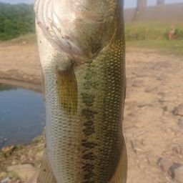 ラージマウスバス