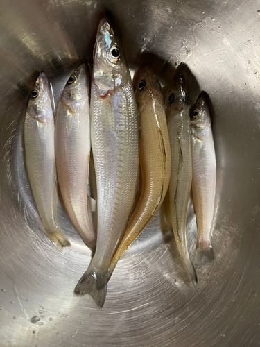 キスの釣果