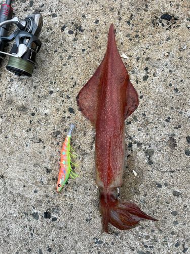 ヤリイカの釣果