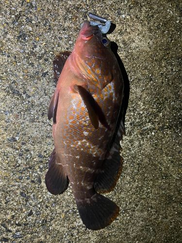 キジハタの釣果