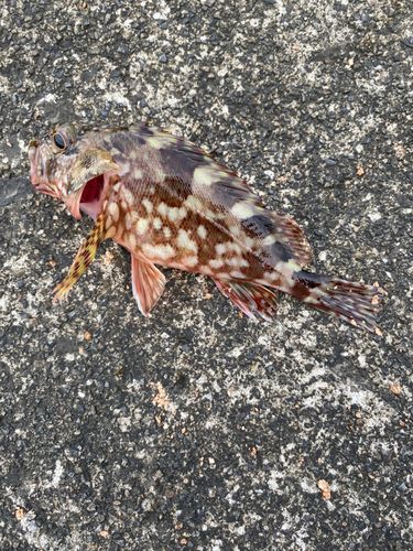 カサゴの釣果