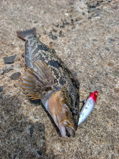 アイナメの釣果