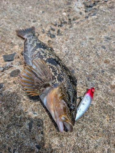 アイナメの釣果