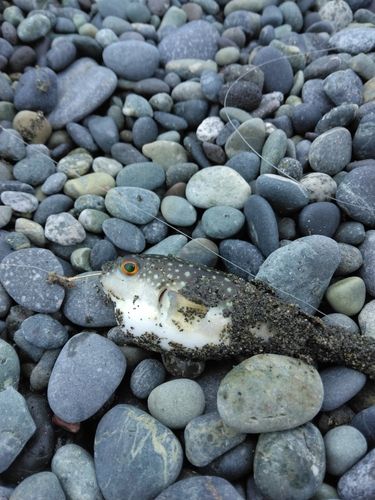 クサフグの釣果