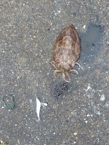コウイカの釣果