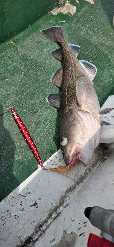 マダラの釣果