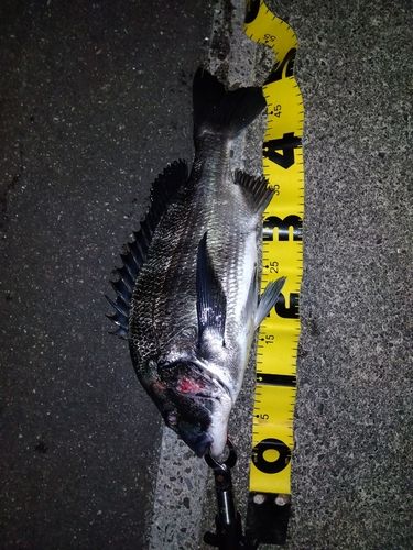 クロダイの釣果