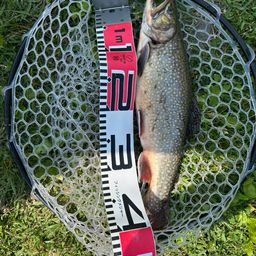 ブルックトラウト