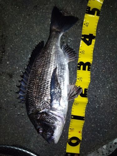 クロダイの釣果