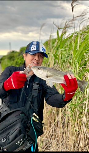 セイゴ（ヒラスズキ）の釣果