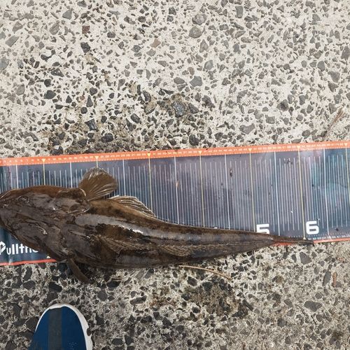 マゴチの釣果