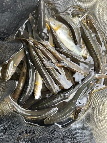 アユの釣果