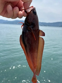エゾイソアイナメの釣果