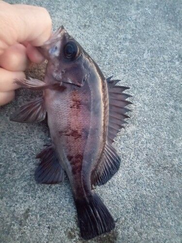 メバルの釣果