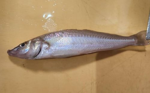 シロギスの釣果