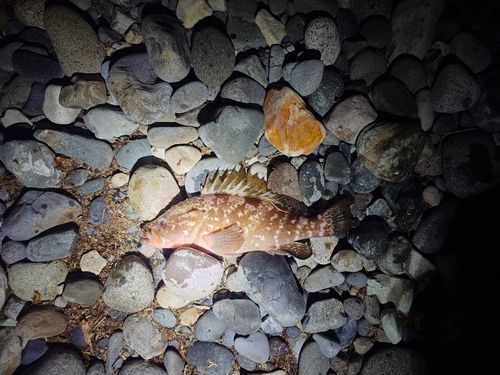 キジハタの釣果