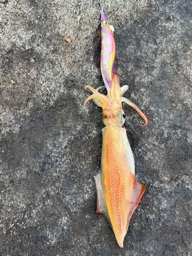 ヤリイカの釣果