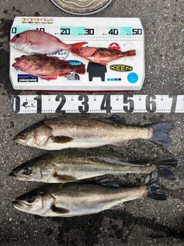 シーバスの釣果