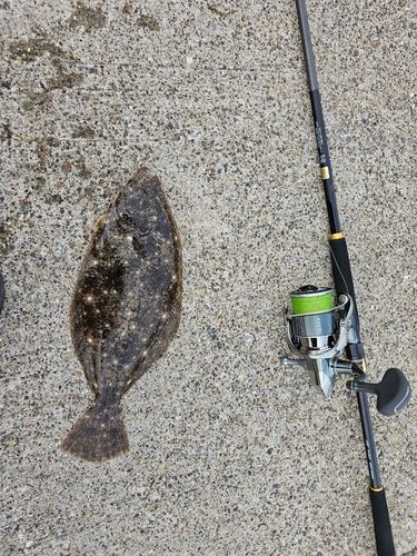 ヒラメの釣果