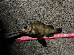 メバルの釣果