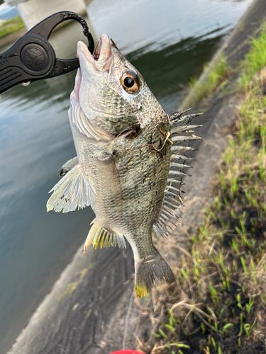 キビレの釣果