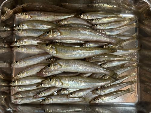 キスの釣果
