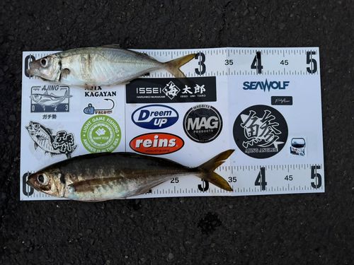 アジの釣果