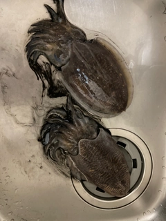 コウイカの釣果