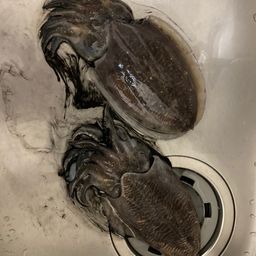コウイカ