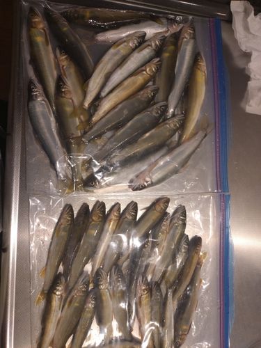 アユの釣果