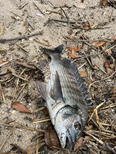 クロダイの釣果