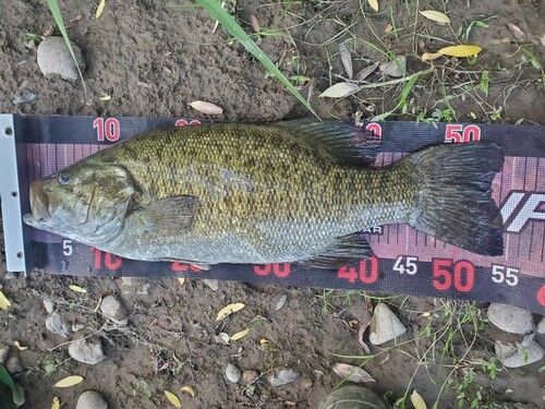 スモールマウスバス