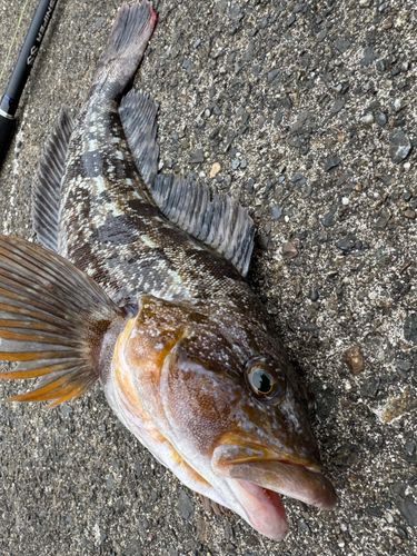 アイナメの釣果