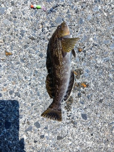 アイナメの釣果