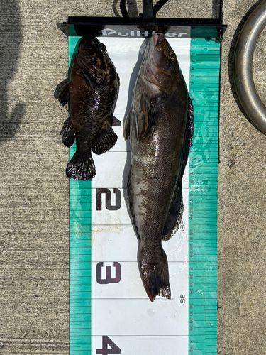 アイナメの釣果